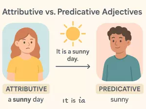 Attributive vs Predicative Adjectives: Clear Rules