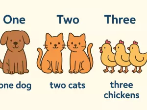 Numbers as Determiners: One, Two, Three