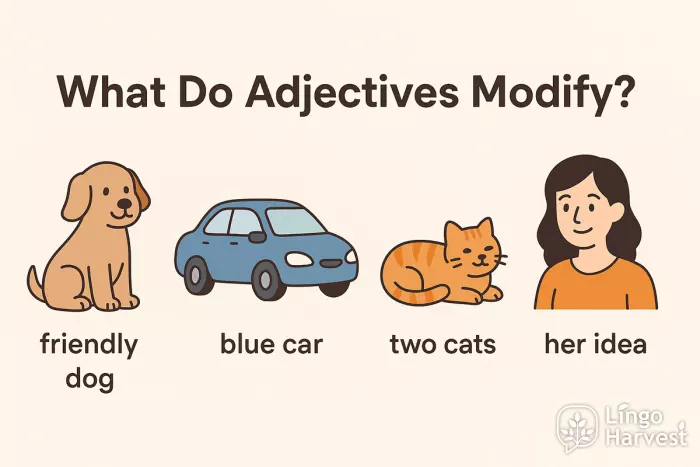 adjectives modify nouns