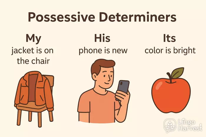 possessive determiners my his its