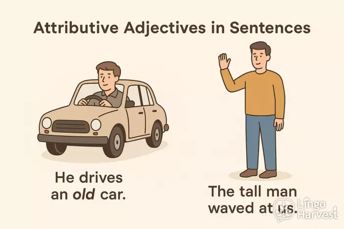 attributive adjectives old tall