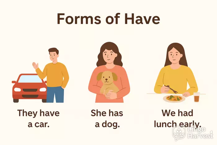 have has had examples