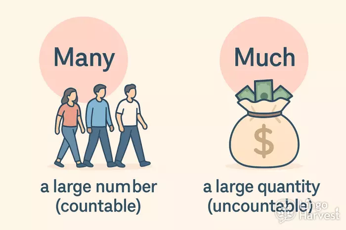 many vs much difference