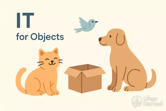 it for objects cat dog box
