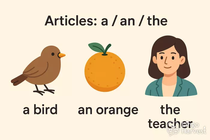 articles a an the examples